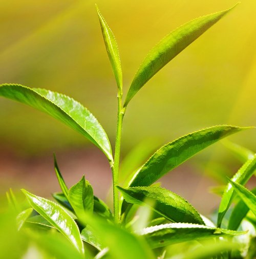 Tea Tree Therapeutic Grade Essential Oil 2